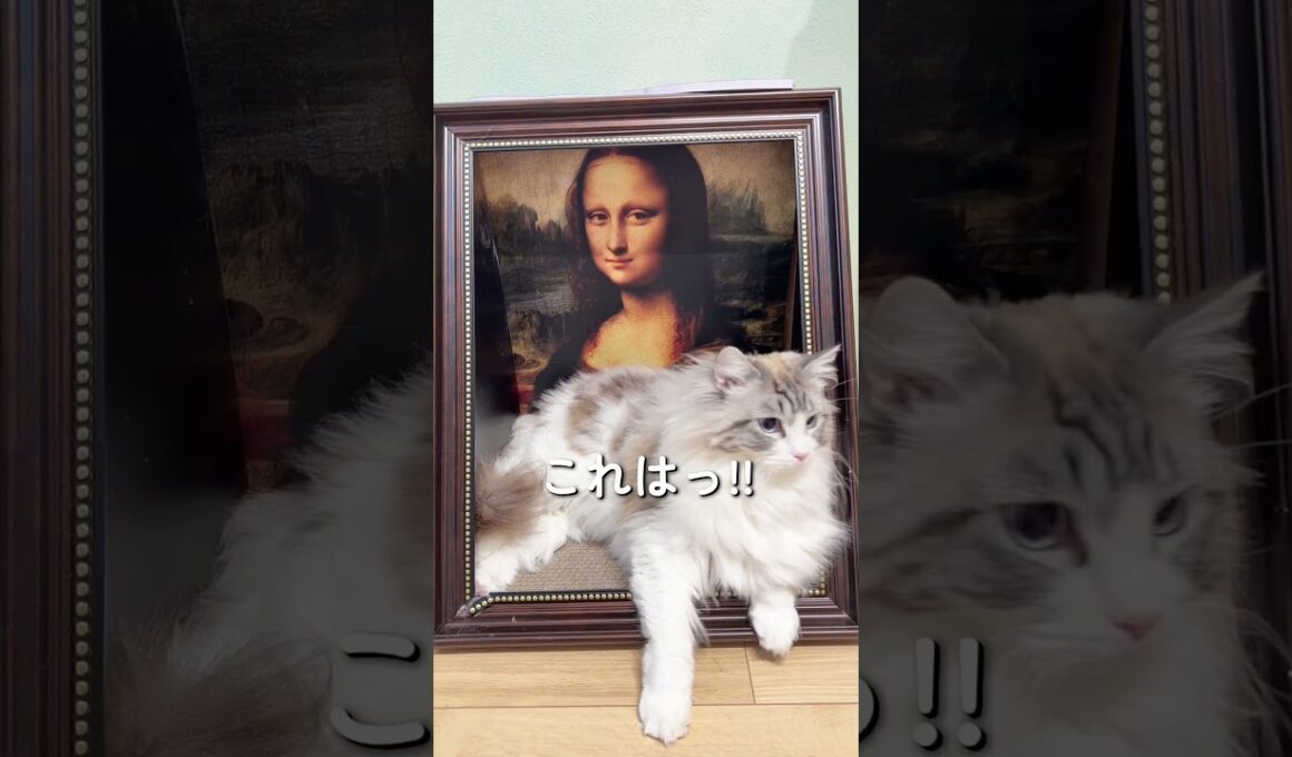 エジプトの呼び声に目覚めるネコたち#ragdoll #ラグドール #猫のいる暮らし #メインクーン