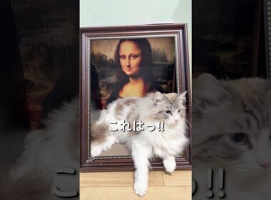 エジプトの呼び声に目覚めるネコたち#ragdoll #ラグドール #猫のいる暮らし #メインクーン