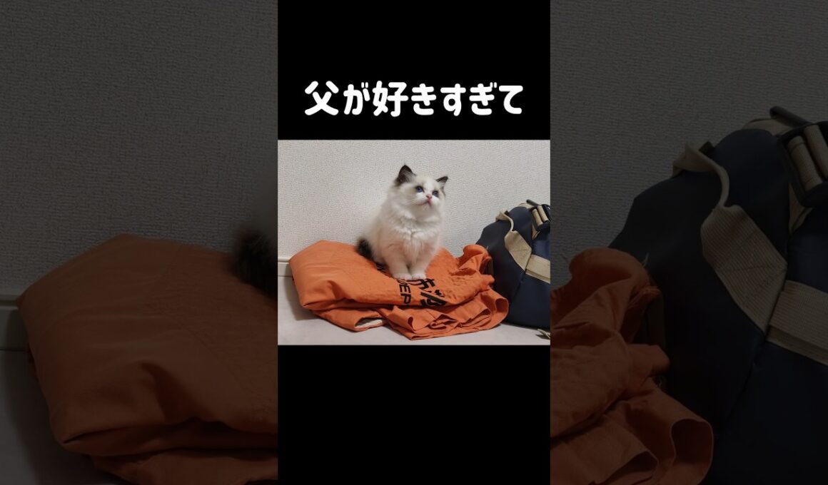 仕事着の上で寝ちゃう甘えん坊😴🐟️ #shorts #猫 #子猫 #ラグドール #甘えん坊猫 #ぬいぐるみ猫