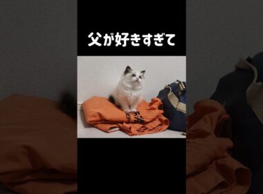 仕事着の上で寝ちゃう甘えん坊😴🐟️ #shorts #猫 #子猫 #ラグドール #甘えん坊猫 #ぬいぐるみ猫