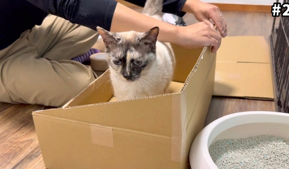 【出産間近】保護した妊婦猫に産箱を作ってみたら…