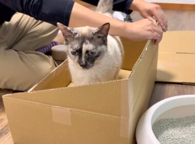 【出産間近】保護した妊婦猫に産箱を作ってみたら…