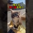 怯えてばかりの子猫【猫感動物語】 #shorts