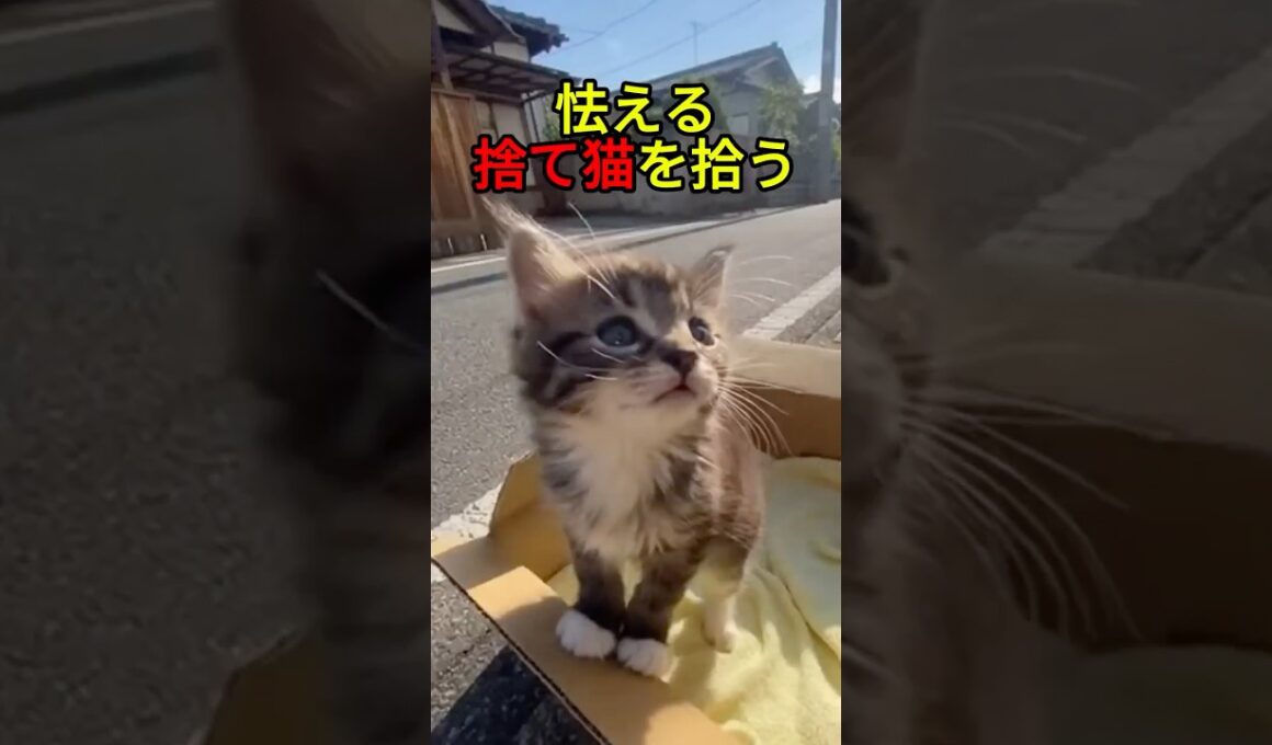 怯えてばかりの子猫【猫感動物語】 #shorts