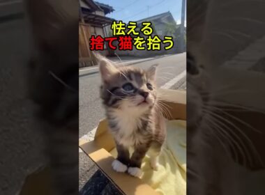 怯えてばかりの子猫【猫感動物語】 #shorts