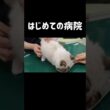 何回見返してもお利口だしちっこい👶🏻 💉終わってから全部食べてた🍚 #shorts #猫 #子猫 #ラグドール #甘えん坊猫 #動物病院