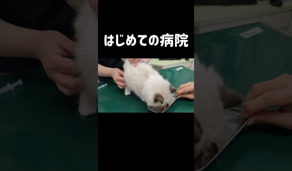 何回見返してもお利口だしちっこい👶🏻 💉終わってから全部食べてた🍚 #shorts #猫 #子猫 #ラグドール #甘えん坊猫 #動物病院