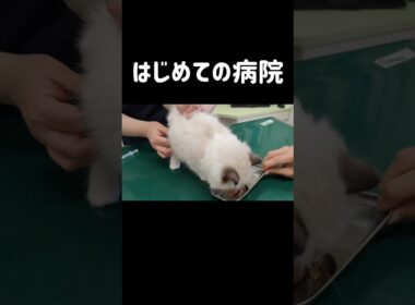 何回見返してもお利口だしちっこい👶🏻 💉終わってから全部食べてた🍚 #shorts #猫 #子猫 #ラグドール #甘えん坊猫 #動物病院