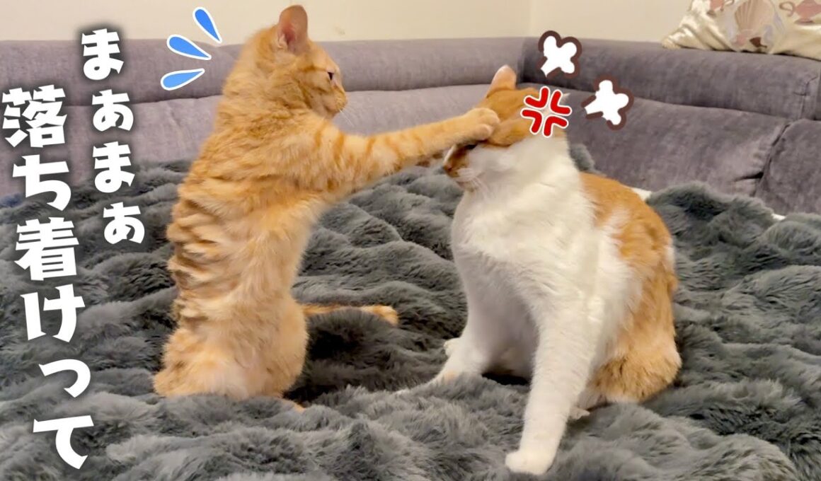 マジギレする兄猫をなだめる生後5ヶ月の子猫