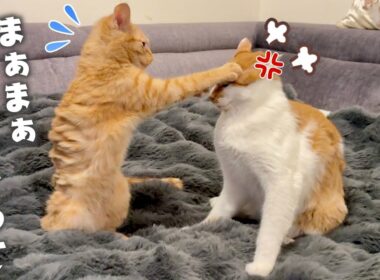 マジギレする兄猫をなだめる生後5ヶ月の子猫