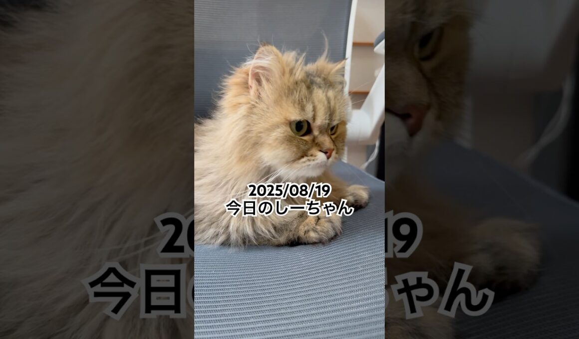 2025/08/19今日のしーちゃん #猫 #ペルシャ #シエル #cat #猫のいる暮らし