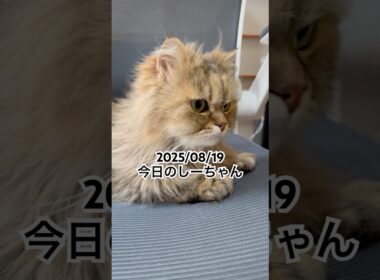 2025/08/19今日のしーちゃん #猫 #ペルシャ #シエル #cat #猫のいる暮らし