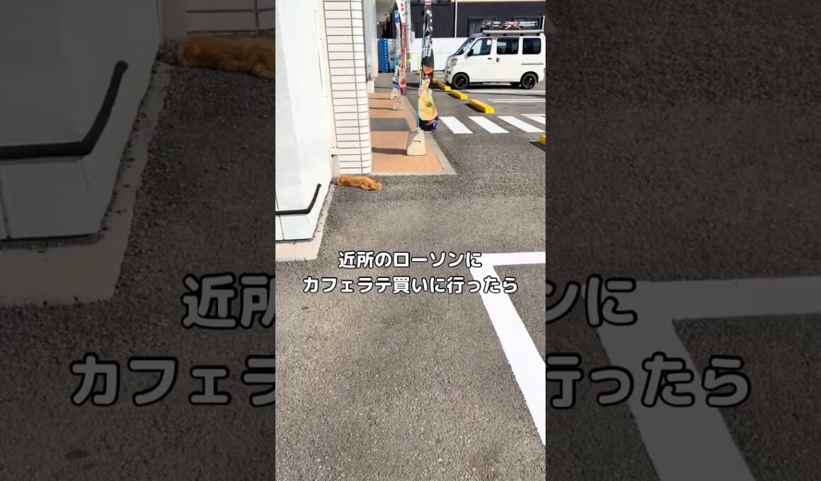 久しぶりに近所のLAWSON行ったら野良猫が行き倒れてた #猫 #野良猫 #保護猫 #shorts