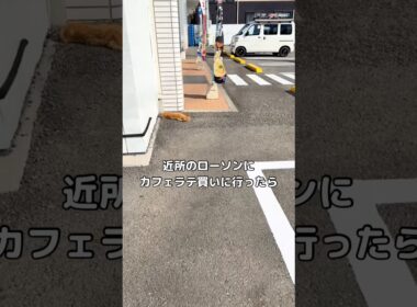 久しぶりに近所のLAWSON行ったら野良猫が行き倒れてた #猫 #野良猫 #保護猫 #shorts