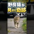 人を信じなかった野良猫が、子猫たちに見せた優しさ #猫 #野良猫 #感動