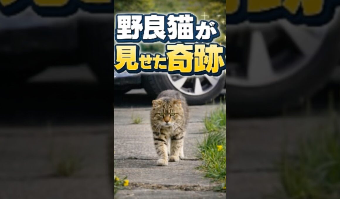 人を信じなかった野良猫が、子猫たちに見せた優しさ #猫 #野良猫 #感動