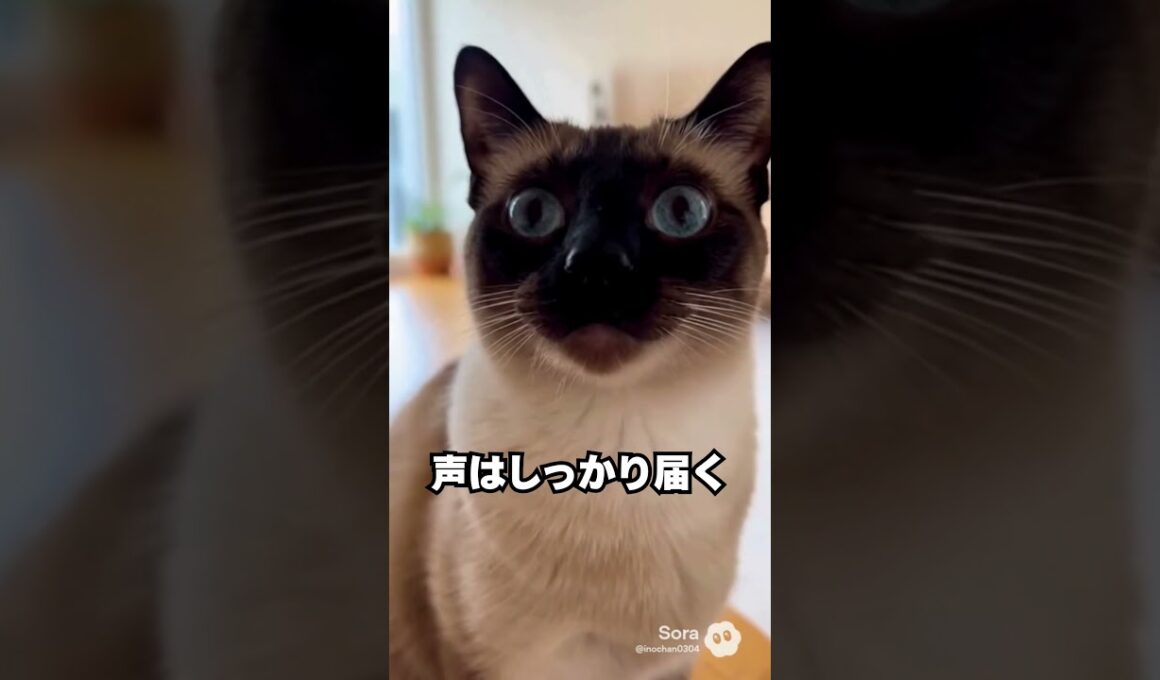 上品そうなのに、声はかなり印象的…シャム猫😽｜猫の雑学 #shorts #猫のいる暮らし #cat #猫好きさんと繋がりたい
