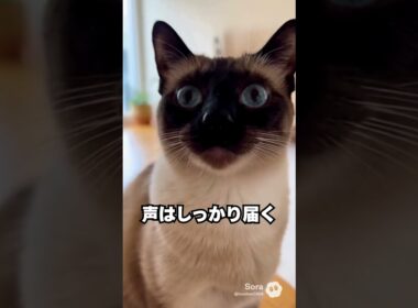 上品そうなのに、声はかなり印象的…シャム猫😽｜猫の雑学 #shorts #猫のいる暮らし #cat #猫好きさんと繋がりたい