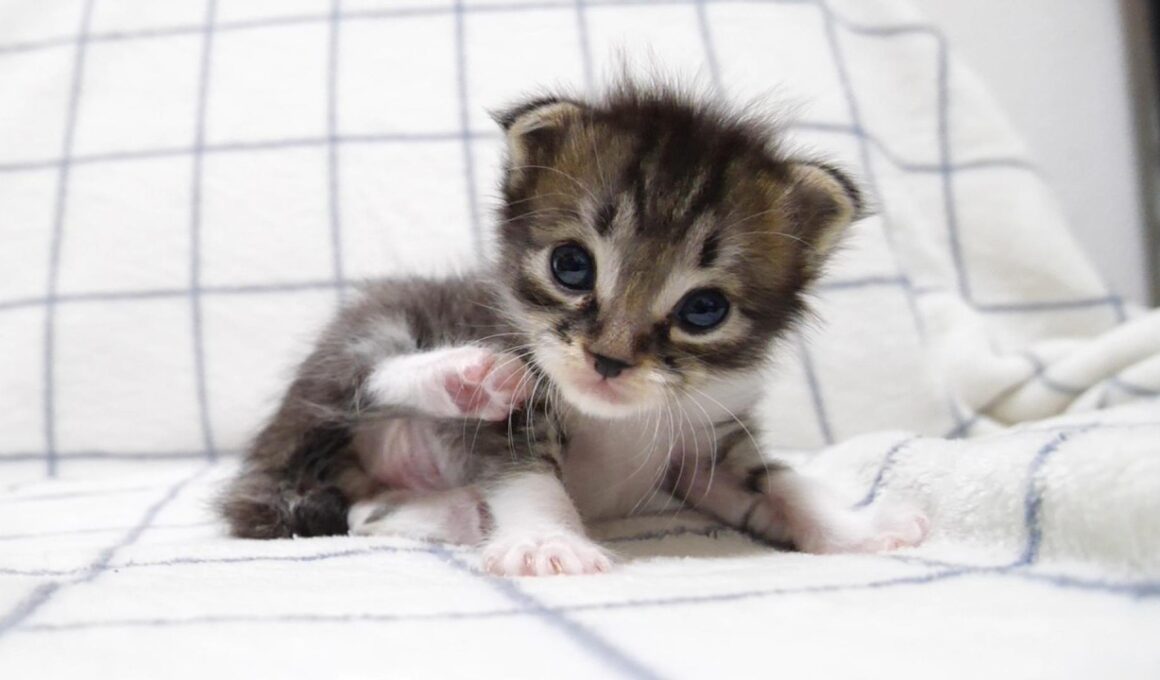 ゴロゴロ喉を鳴らしながらそっと眠りにつく赤ちゃん子猫【赤ちゃん猫　保護猫】