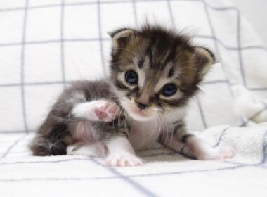 ゴロゴロ喉を鳴らしながらそっと眠りにつく赤ちゃん子猫【赤ちゃん猫　保護猫】