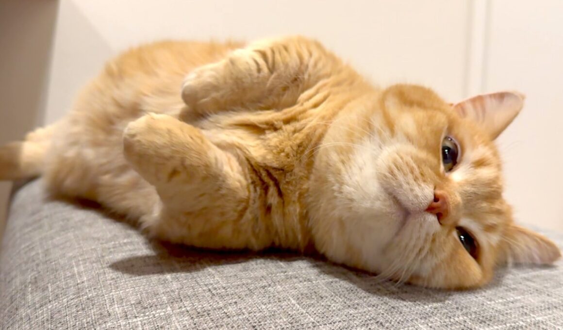 カメラを向けられるとつい嬉しくなっちゃう猫