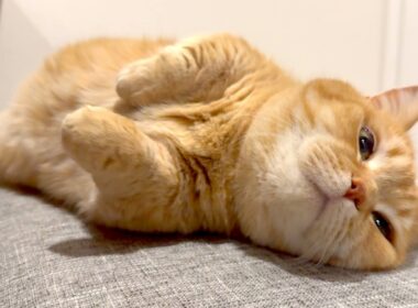 カメラを向けられるとつい嬉しくなっちゃう猫