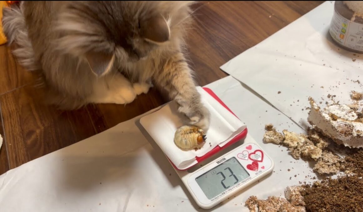 クワガタの幼虫を優しく撫でる猫　サイベリアン