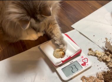 クワガタの幼虫を優しく撫でる猫　サイベリアン