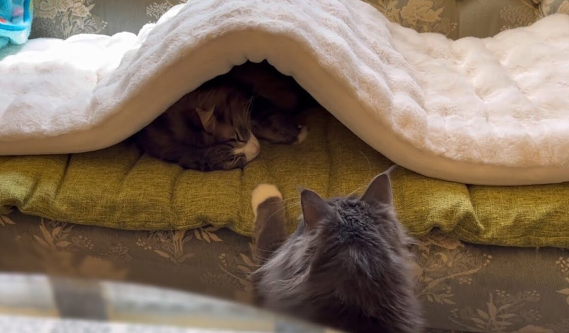 【観察👀】末っ子アルは、見ていた！！！！ノルウェージャンフォレストキャットとターキッシュアンゴラ