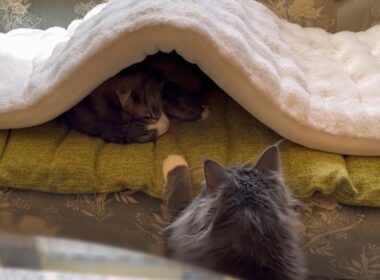 【観察👀】末っ子アルは、見ていた！！！！ノルウェージャンフォレストキャットとターキッシュアンゴラ