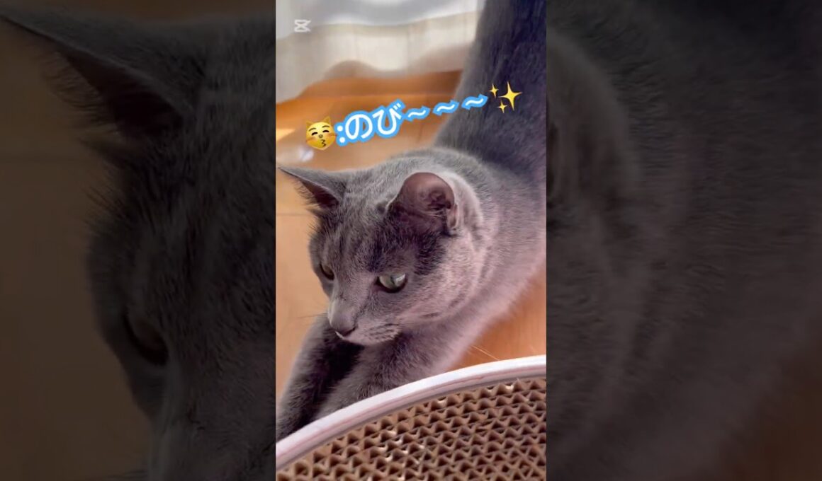 朝からハイテンションな猫❤️ #猫 #ロシアンブルー #catshorts #shorts