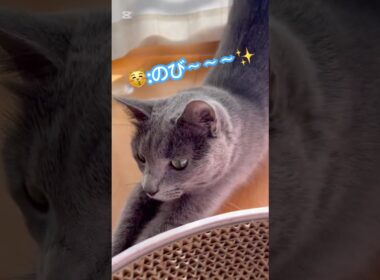 朝からハイテンションな猫❤️ #猫 #ロシアンブルー #catshorts #shorts