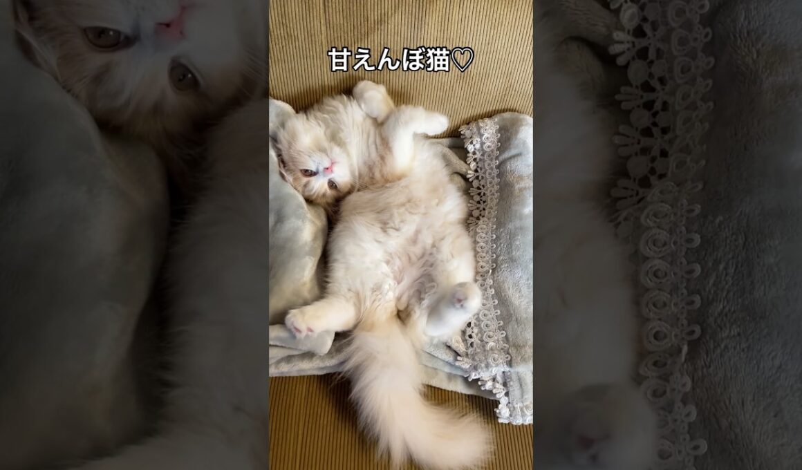 モフモフし放題な猫 #立ち耳スコティッシュフォールド #cats