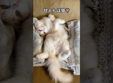 モフモフし放題な猫 #立ち耳スコティッシュフォールド #cats