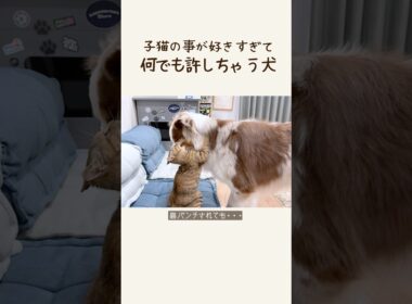 子猫が好きすぎて片時も離れない大型犬が可愛い...♡【オーストラリアンシェパード・ボーダーコリー】#shorts