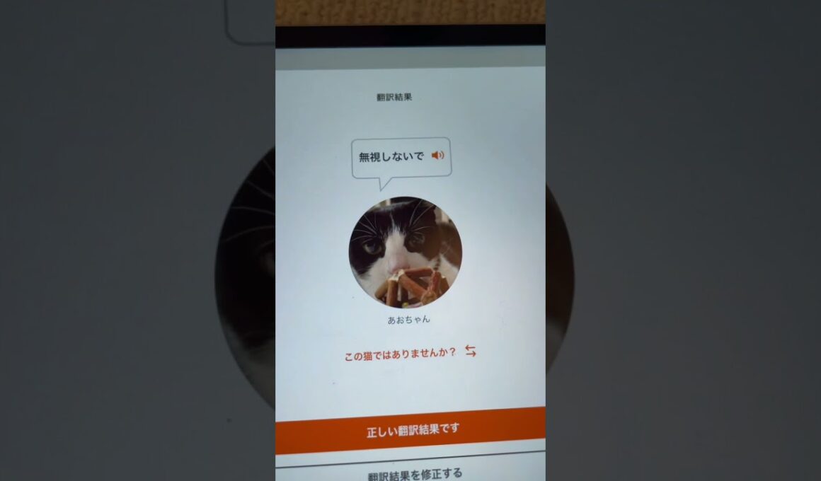 【にゃんトーク】控えめの『にゃあ』を翻訳してみた#shorts