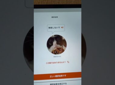 【にゃんトーク】控えめの『にゃあ』を翻訳してみた#shorts