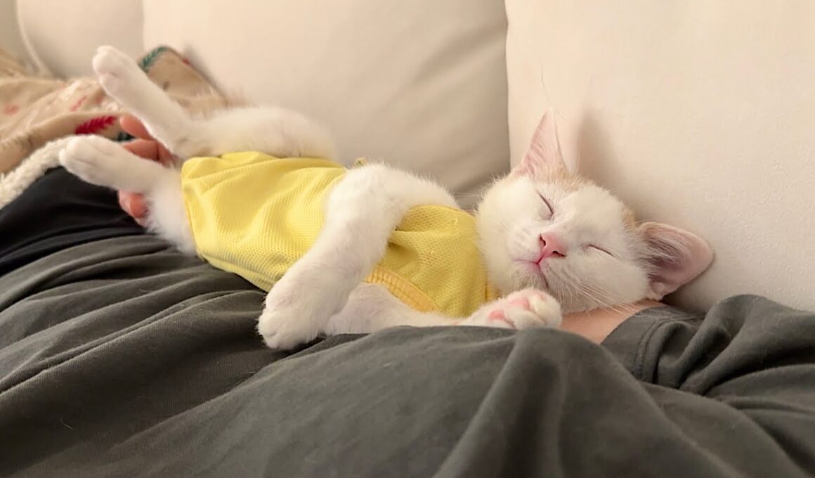 退院して久しぶりに家に帰ってきた子猫が1日中離れてくれなくてこうなっちゃいました…