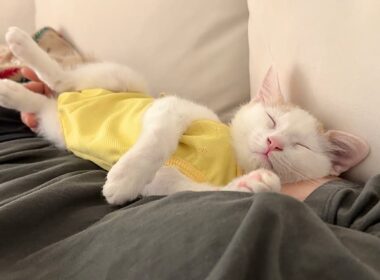 退院して久しぶりに家に帰ってきた子猫が1日中離れてくれなくてこうなっちゃいました…