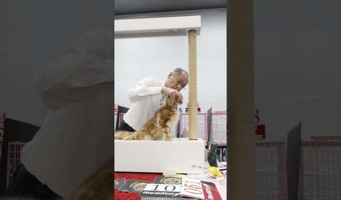 2026年3月15日TICA&ECCキャットショーハッシュー君服部ジャッジ一般審査