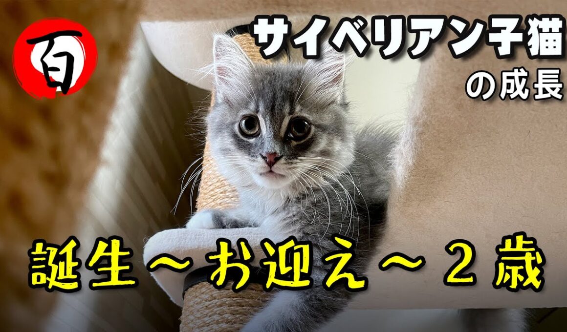 サイベリアン 子猫【誕生・お迎え・2歳までの成長】2歳にして波乱万丈 #サイベリアン
