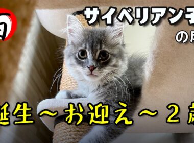 サイベリアン 子猫【誕生・お迎え・2歳までの成長】2歳にして波乱万丈 #サイベリアン