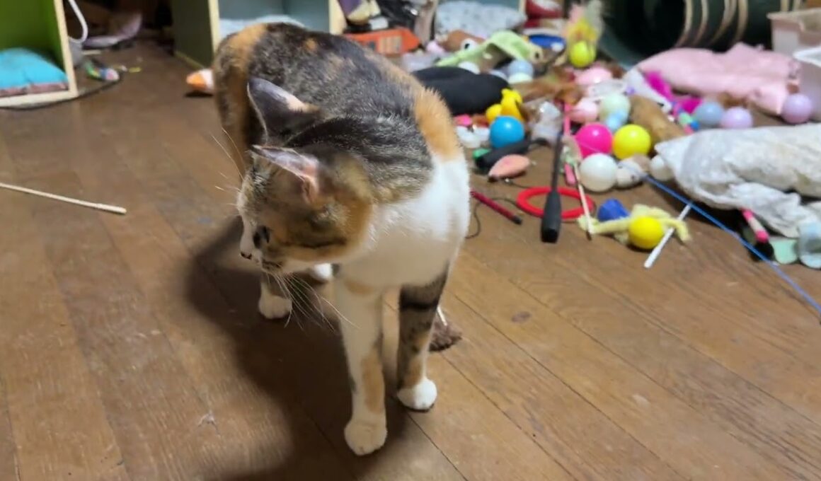 窓で足をズルっとするシャムのパンダ「三毛猫ミックス、夜泣き始めたよ」心配する　ルル、ジュニア、くー