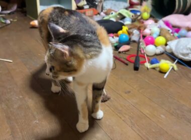 窓で足をズルっとするシャムのパンダ「三毛猫ミックス、夜泣き始めたよ」心配する　ルル、ジュニア、くー