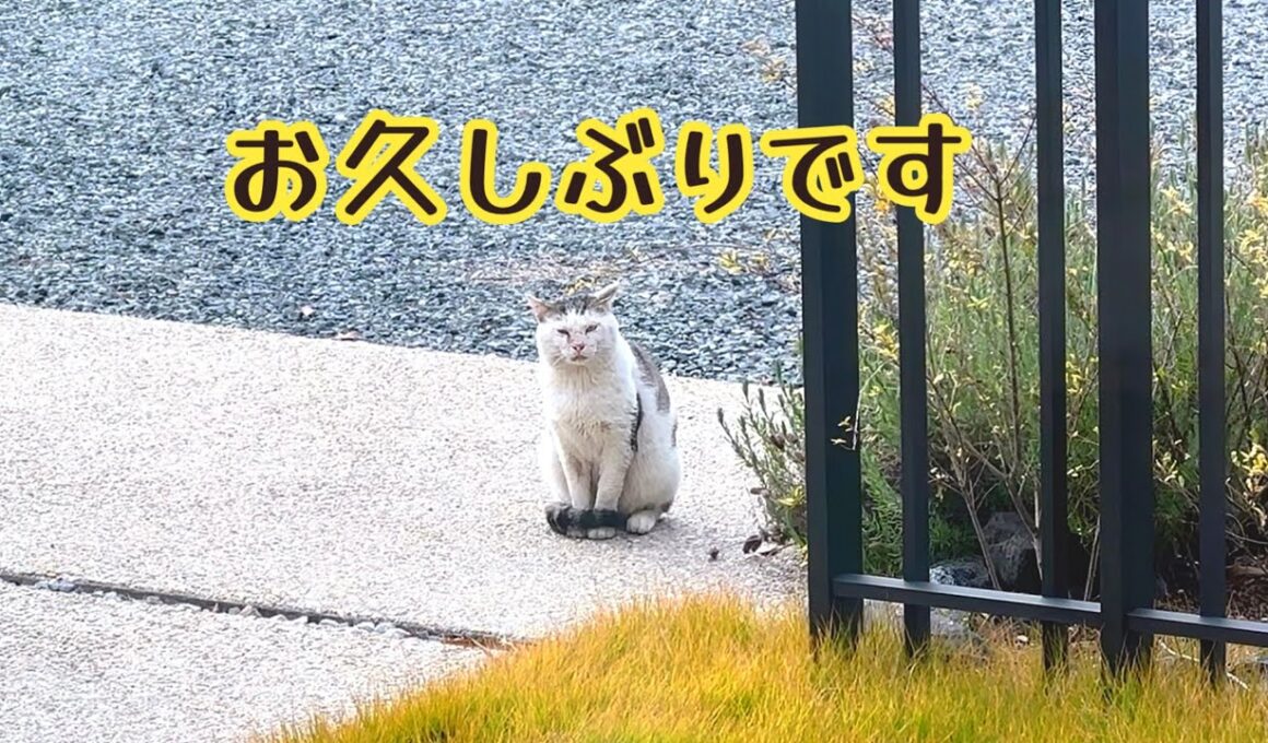怪我して消えた野良猫が 半年ぶりに帰ってきた😭✨