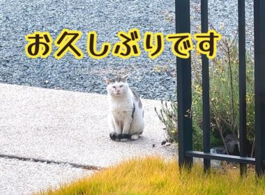 怪我して消えた野良猫が 半年ぶりに帰ってきた😭✨