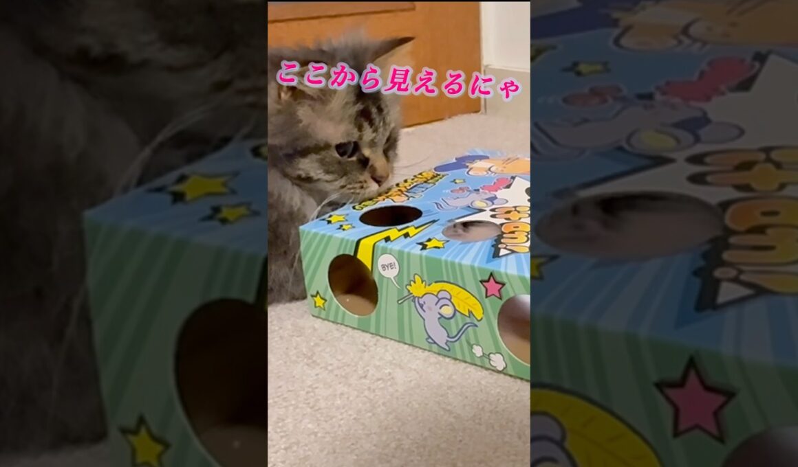 チューチューパニックな猫くうちゃん #スクーカム #cat #猫のいる暮らし #猫 #猫好きさんと繋がりたい