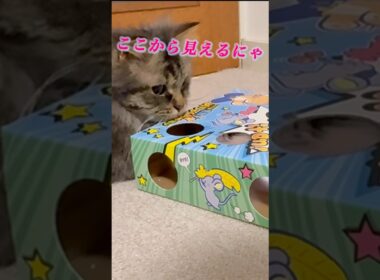 チューチューパニックな猫くうちゃん #スクーカム #cat #猫のいる暮らし #猫 #猫好きさんと繋がりたい