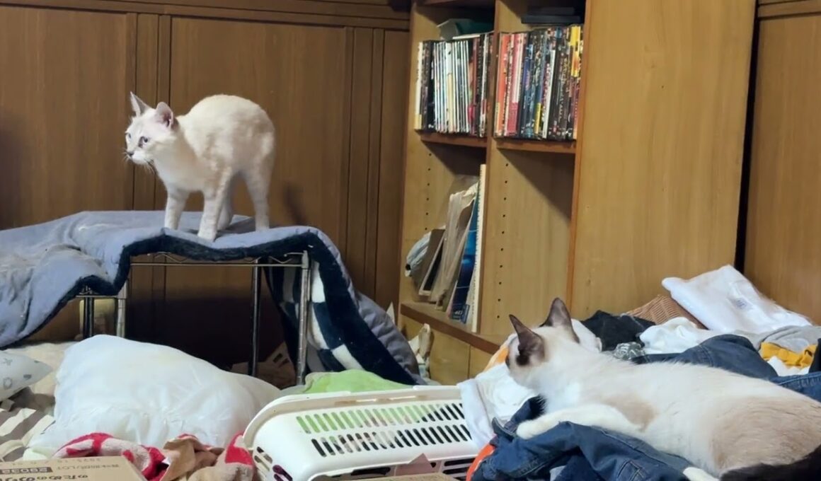 シャム猫のパンダ「雫のお気に入り場所、奪ったら、ご乱心に、どうしよう」　ルル、黒夢、クリーム