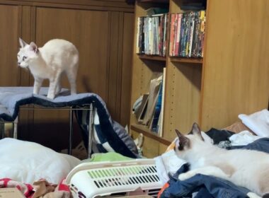 シャム猫のパンダ「雫のお気に入り場所、奪ったら、ご乱心に、どうしよう」　ルル、黒夢、クリーム